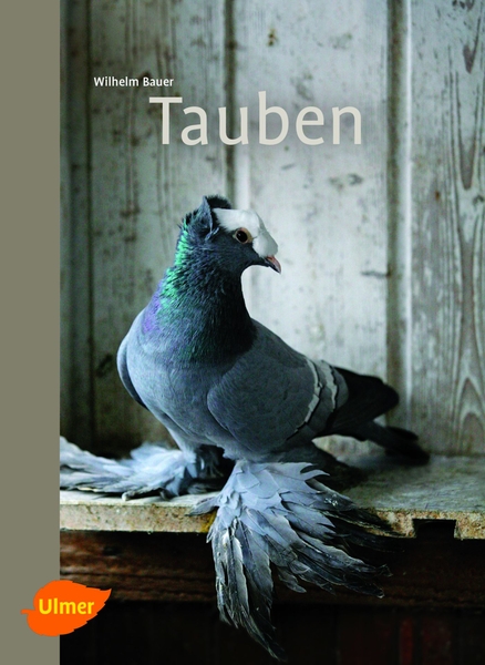 Tauben 